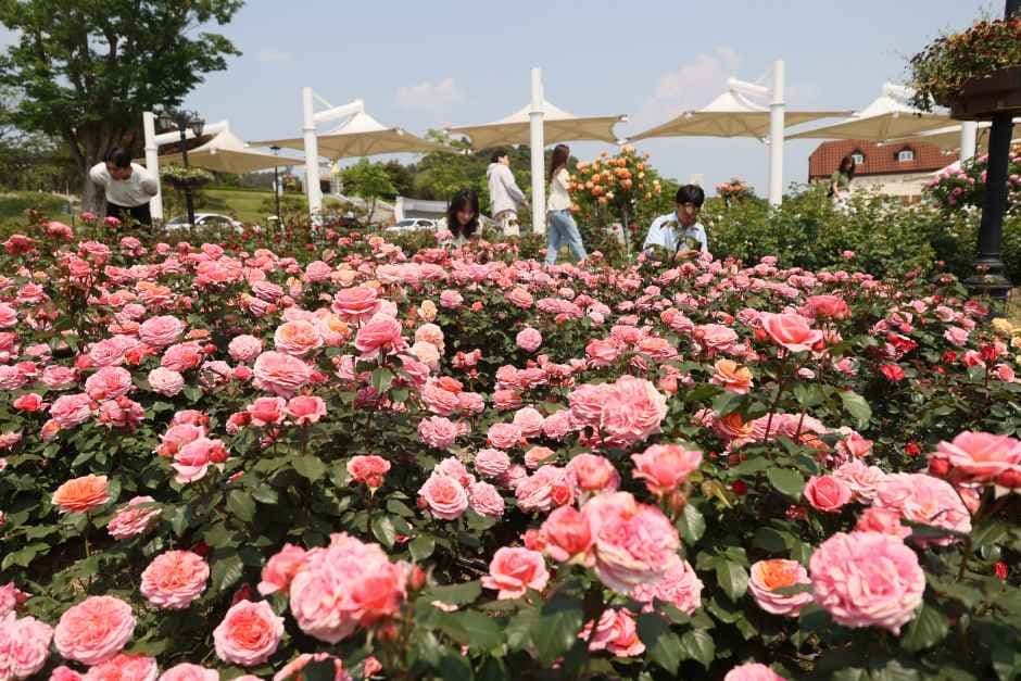 Imsil N Rose Festival (임실N장미축제)